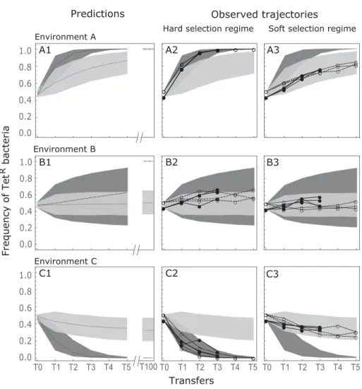 Figure 3. Evolution of genotype frequencies under hard and soft selection in Experiment 1