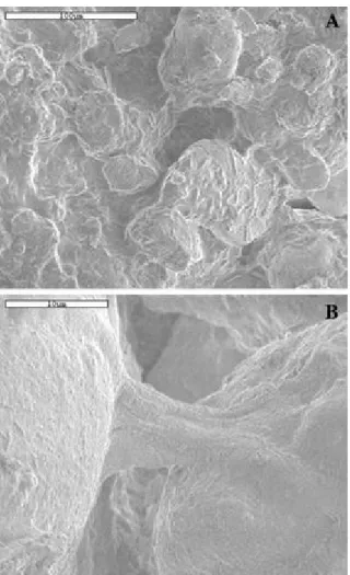 Fig. 2 SEM micrographs of the soil surface. Sample inoculated for one week. (A) General  view showing a partial coating of isolated mineral particles by cyanobacterial filaments and  EPS