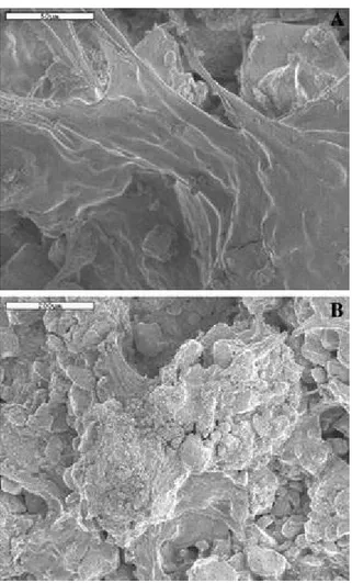 Fig. 4 SEM micrographs of the soil surface. Samples inoculated for 6 weeks. (A) View of the  biofilm covering the surface of soil