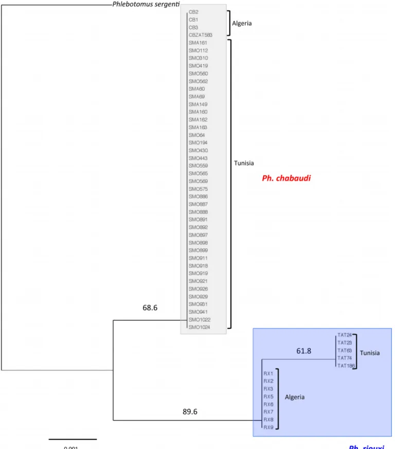 Figure 5. Phylogenetic tree inferred from Phlebotomus chabaudi and Ph. riouxi specimens using the data of D1-D2 domain of 28S rDNA