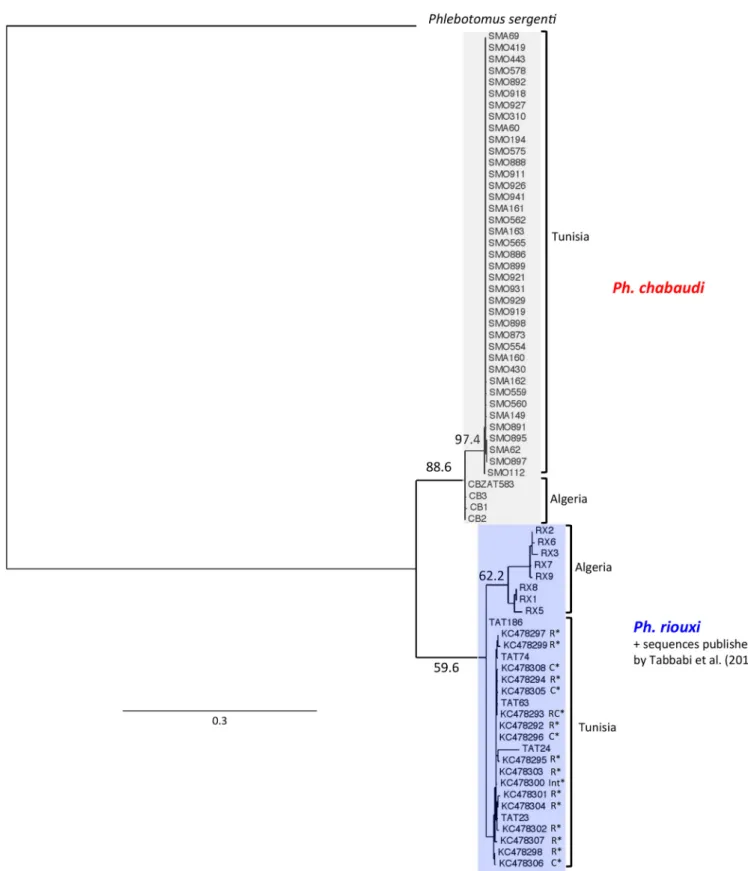 Figure 3. Phylogenetic tree inferred from cytochrome B data of Phlebotomus chabaudi and Ph