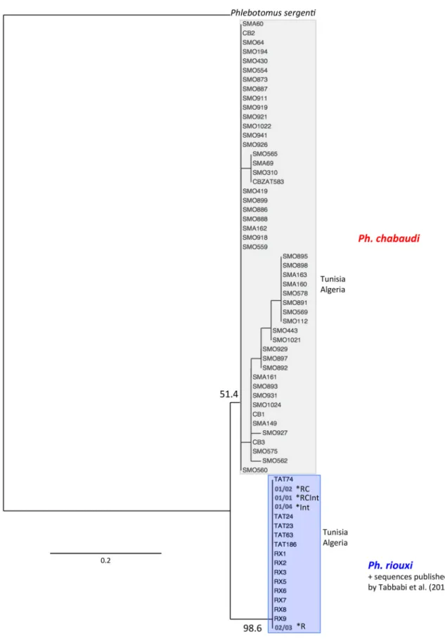Figure 4. Phylogenetic tree inferred from Phlebotomus chabaudi and Ph. riouxi specimens using the data of elongation factor 1-a gene.