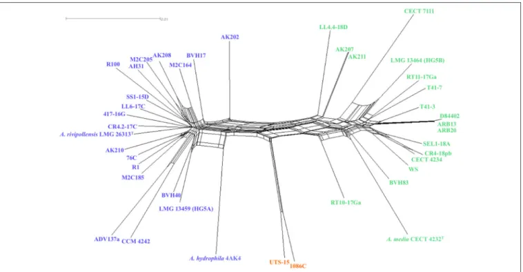 FIGURE 2 | Neighbor-networks graph based on the concatenated sequences of the 16 housekeeping gene fragments (8,865 nucleotides), showing putative recombination events between 41 strains affiliated to Media species complex