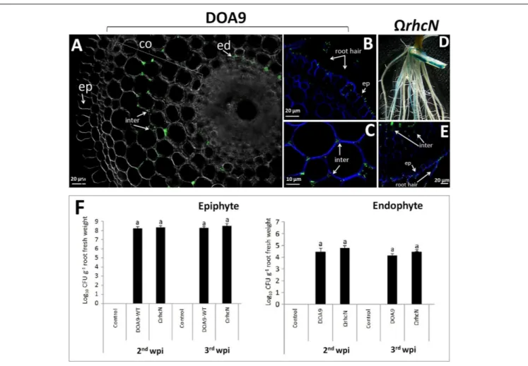 FIGURE 5 | Ability of DOA9 strain and its derivative T3SS mutant to colonize rice roots