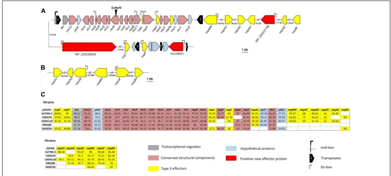 FIGURE 1 | Genetic organization of the type 3 secretion gene (T3SS) cluster and putative effectors in Bradyrhizobium sp