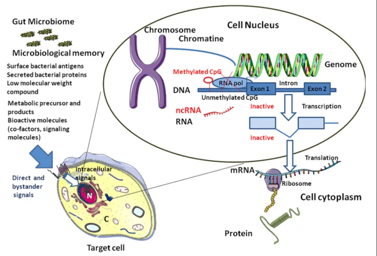 FIGURE 5 | Link between microbiota and epigenetic modifications. The “microbiological memory” will deliver direct and bystander signals to the target cell (left panel)