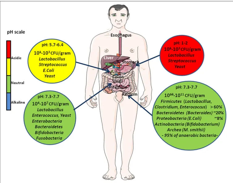 FIGURE 2 | Quantitative and qualitative variation of intestinal flora all along the digestive tract