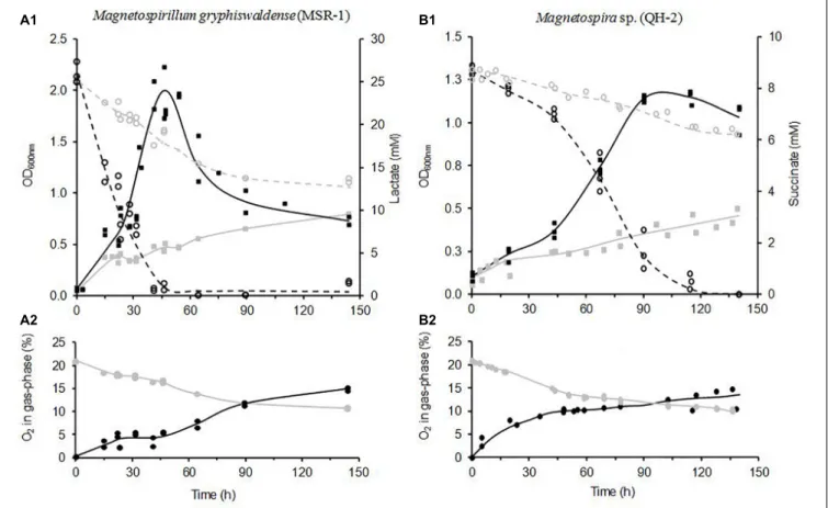 FIGURE 5 | Comparison of Magnetospirillum gryphiswaldense (strain MSR-1) (A) and Magnetospira sp