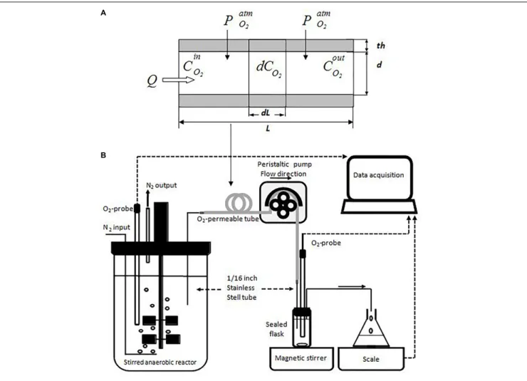 FIGURE 2 | The conceptual model of oxygen diffusion through O 2 -permeable tube (A) and the experimental device for model validation (B)