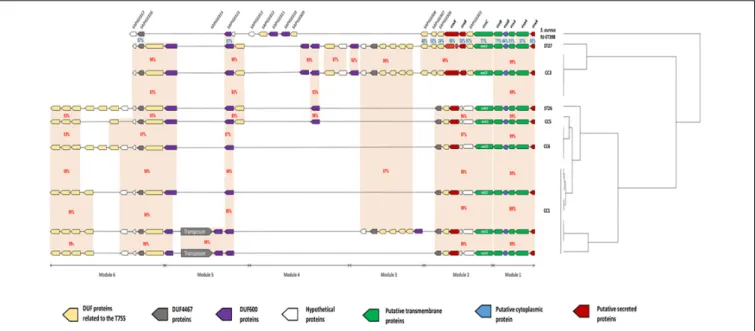 FIGURE 2 | Schematic representation of 8 genetic organizations of the ess locus from genomes of 21 strains of S