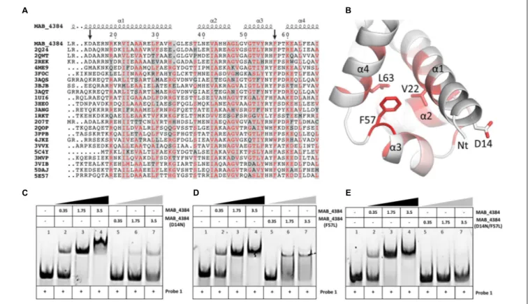 FIGURE 4 | D14N and F57L mutations abrogate binding of MAB_4384 to its palindromic DNA target