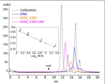 FIGURE 5 | Oligomerization of MAB_4384 and the MAB_4384:DNA complex in solution. The oligomeric states of MAB_4384 alone or complexed to its DNA target were determined by size exclusion chromatography