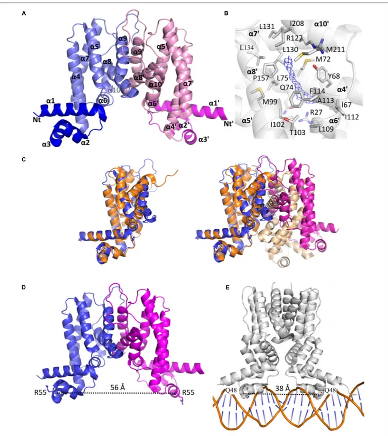 FIGURE 6 | The homodimeric crystal structure of MAB_4384. (A) Overall structure of the MAB_4384 dimer displayed as cartoon representation