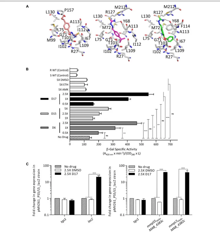 FIGURE 7 | IR S5/L5 can be induced by structural analogs of thiacetazone. (A) Docking of TAC derivatives in the ligand binding site of MAB_4384