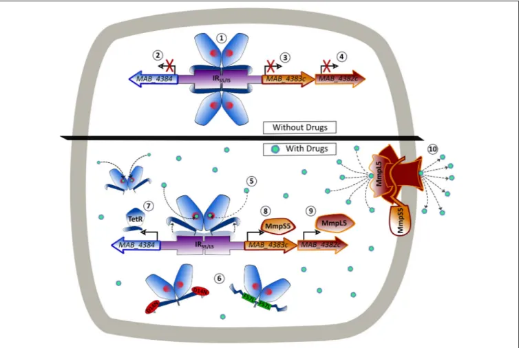 FIGURE 8 | Model of the binding of MAB_4384 to its operator and regulation of the MmpS5/MmpL5 efflux pump machinery