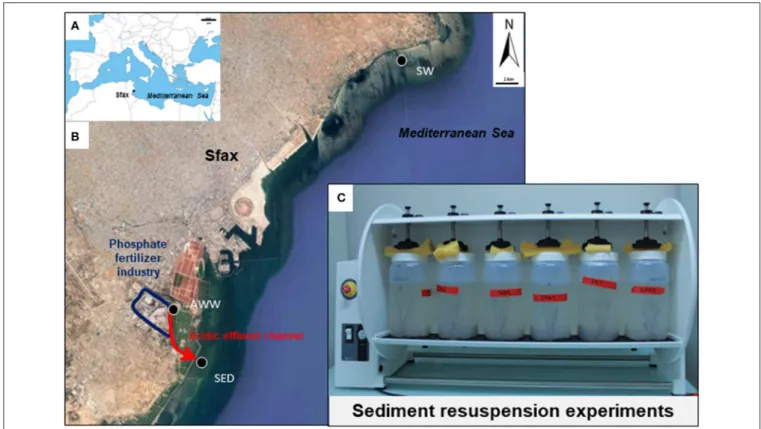 FIGURE 1 | Map of the study area in the south Mediterranean Sea (A) and in the Sfax coast (B) and photograph of the laboratory experiments of sediment resuspension (C)