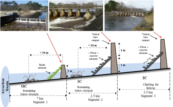 Fig. 1. Sampling site characteristics. The height and the type of ﬁshway in the ﬁrst segment are different from the two upstream segments