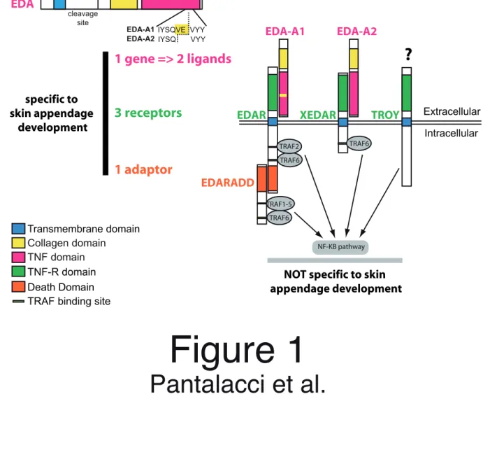 Figure 1 Pantalacci et al.EDARDeath DomainTNF-R domain Transmembrane domain XEDAR TROYCollagen domainTNF domainEDAcleavage