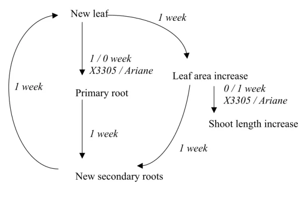 FIG. 7. Schematic representation of cyclic succession of events between aerial and  root systems with the corresponding time delays which were highlighted in  time-series analysis (in italics)