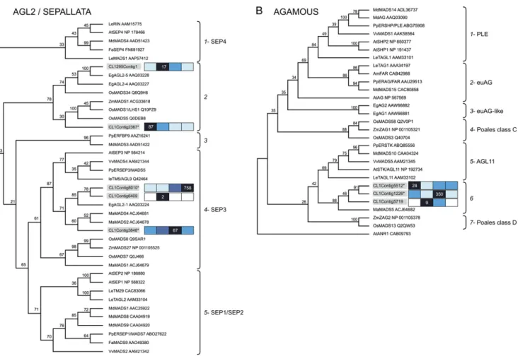 Figure 5. Phylogenetic analysis of oil palm MADS with other MADS genes. A, Phylogenetic analysis of CL1Contig3848, CL1Contig8010, CL1Contig6409, CL1Contig2367, and CL1295Contig1 with other SEP clade protein sequences using the neighbor-joining method based