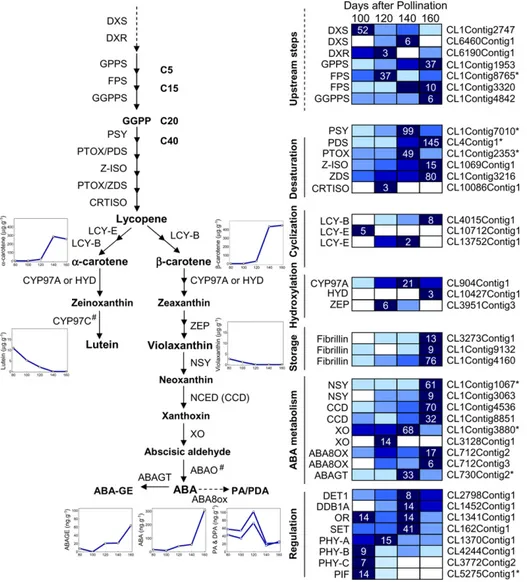 Figure 3. Carotenoid and ABA biosyn- biosyn-thetic pathways with related  metabo-lites and transcripts present during mesocarp development