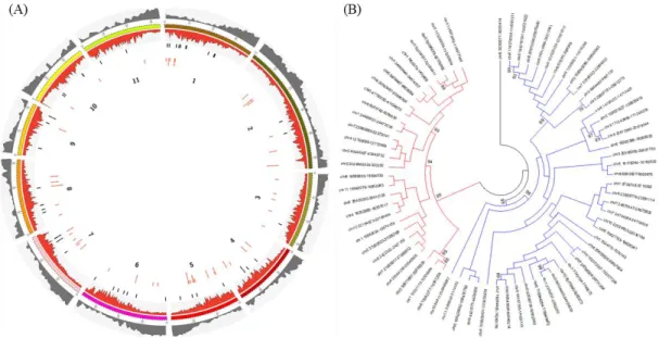 Fig. 1 Distribution and phylogenetic relationship of the copies of Copia25 identified  in  the  C
