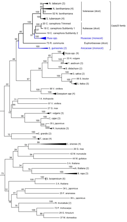 Fig. 3 Phylogeny of the RT domain from sequences similar to the Copia25 elements  in the 29 plant genomes analyzed