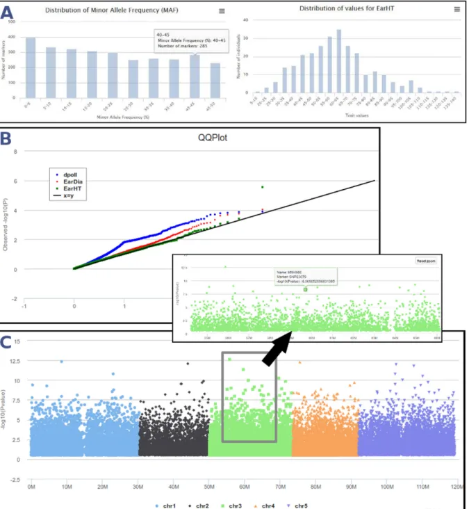 Figure 3. GWAS analyses in SNiPlay. (A) Data control: first step controls data concordance and outputs some statistics about genotypic (MAF distribution) and phenotypic (phenotypic values distribution) datasets