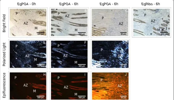 Figure 5 In situ localization of EgPG4 transcripts in the fruit base containing the AZ prior to cell separation