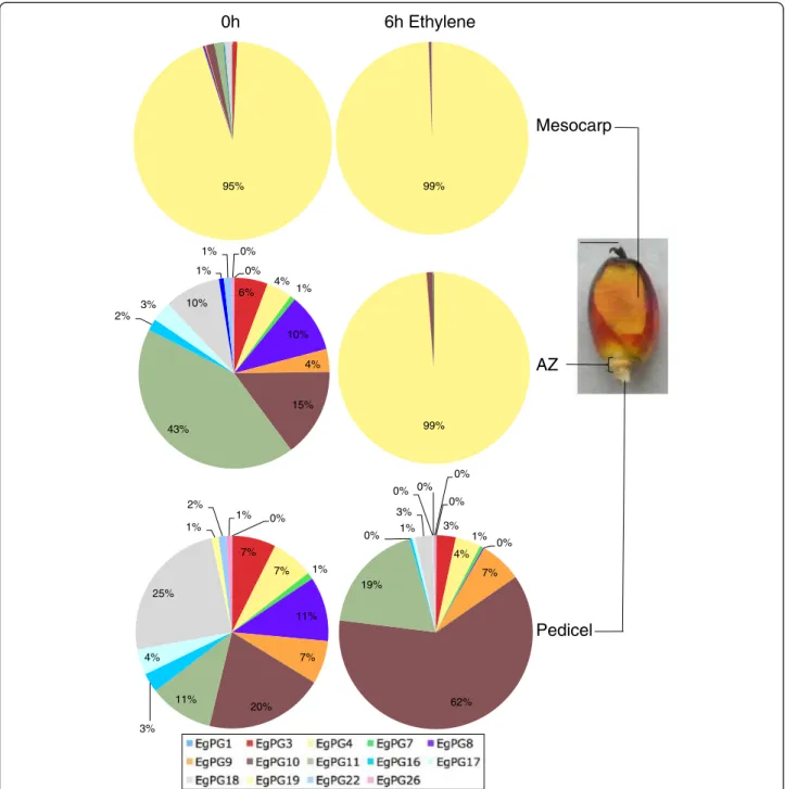 Figure 3 The percentage contribution of individual PG family members to total expression in the abscission zone, mesocarp and pedicel of the oil palm fruit in untreated and 6 h ethylene treated fruit, prior to cell separation