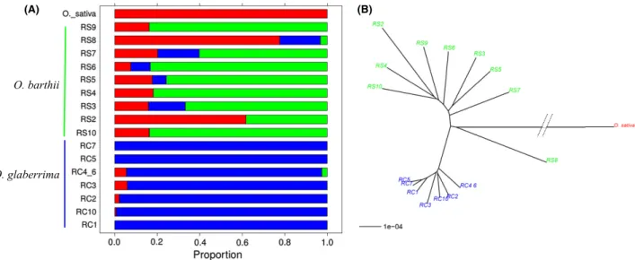 Fig. 1 (A) Estimation population structure of 9 Oryza barthii (RS) and 7 O. glaberima (RC) plus one O