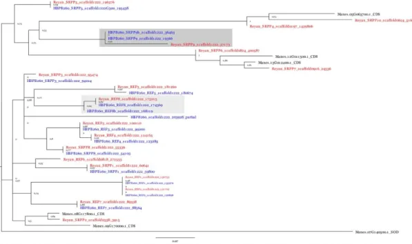 Figure  7.  Phylogenetic  analysis  of  the  nucleotide  sequences  of  the  REF/SRPP  genes  present  on  scaffold 1222 (Reyan 7-33-97 in red and PB 260 in blue)