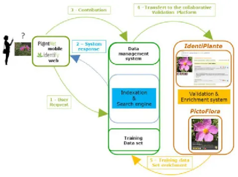 Fig. 3 Pl@ntNet participatory sensing platform