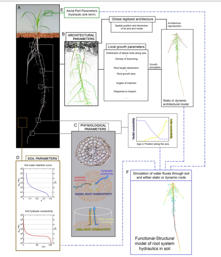 FIGURE 1 | Parameters acquisition for root hydraulics models. The generation of root hydraulics models requires several set of parameters which are often model-specific