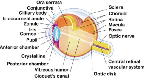 Figure 1. Schematic illustration of ocular structures and barriers. 