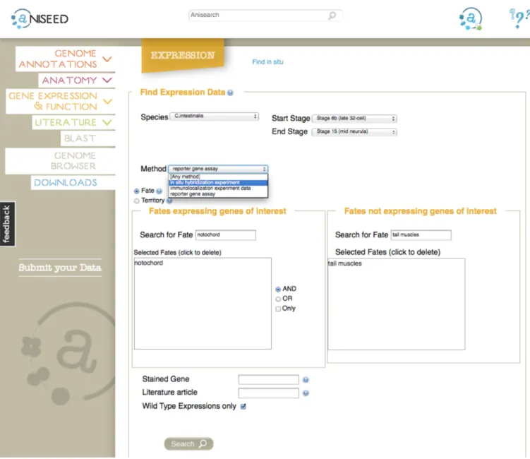 Figure 2. The search interface for expression patterns. Note the Anisearch field at the top of the screen, which searches the whole database for keywords, genes, anatomical entities, etc