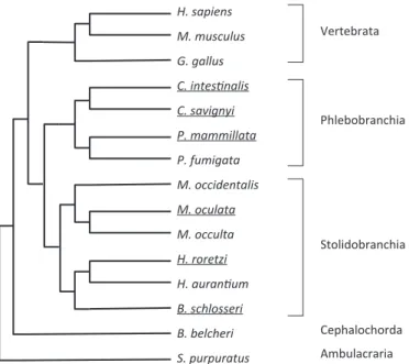 Figure 4. Cladogramme of the species supported with external species used for functional gene annotation purposes