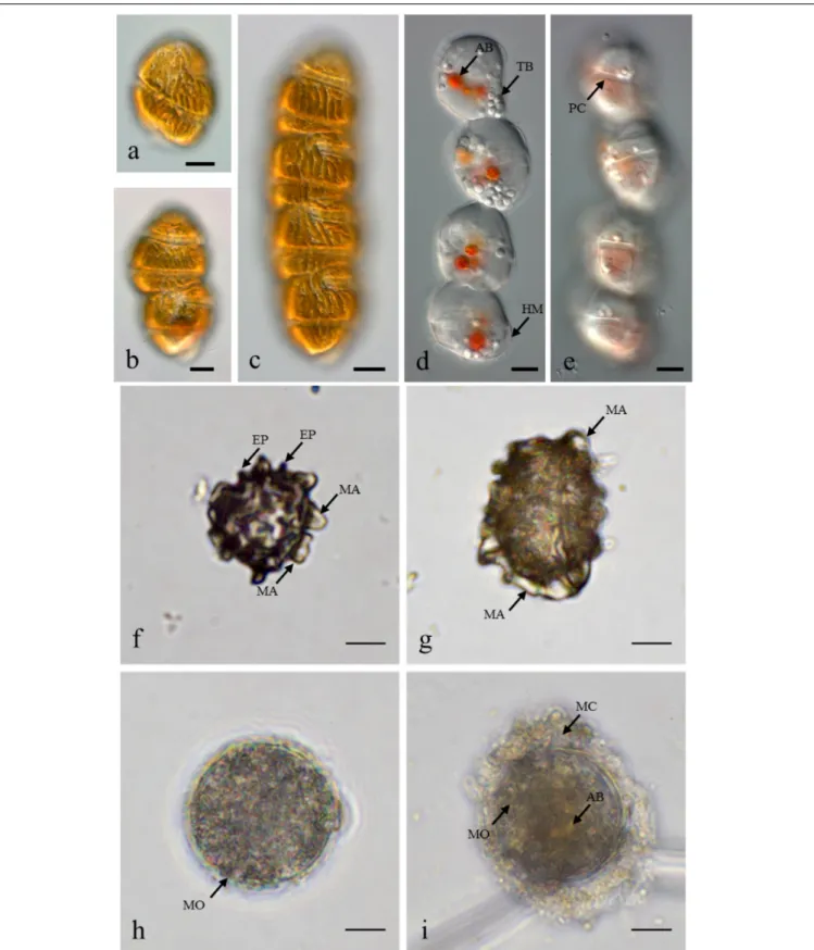 FIGURE 2 | Margalefidinium planktonic cell and cyst morphotypes observed at Lampung Bay