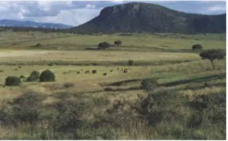 Figura 2. Vertientes de la cuenca experimental “Ciénega de la vaca”; al fondo   el Cerro de los Amoles