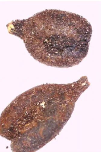 Figure 6. Newly discovered grapevine seeds from wine vessel Qvevri (Gldani site, medieval period).