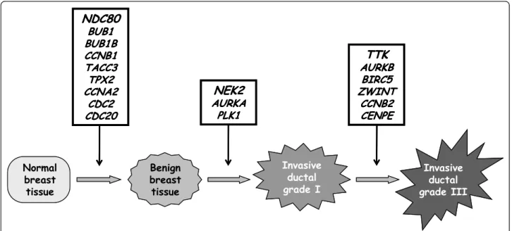Figure 2 Involvement of 18 characteristic genes in different steps of breast tumor progression.
