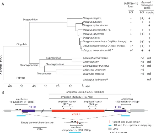 FIG 9 Identification and conservation of dasy-env1.1 and its related elements during xenarthran radiation