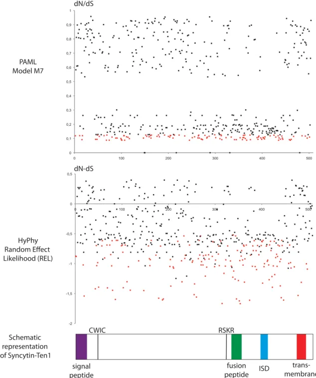 Fig. S4. Analysis of site-specific selections within syncytin-Ten1. Site-specific analysis of selection on syncytin-Ten1 gene codons