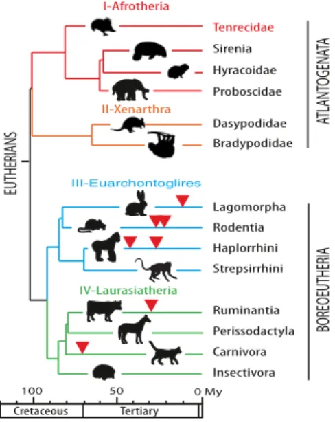 Fig. 1. Phylogeny of Eutheria and previously identified syncytin genes.