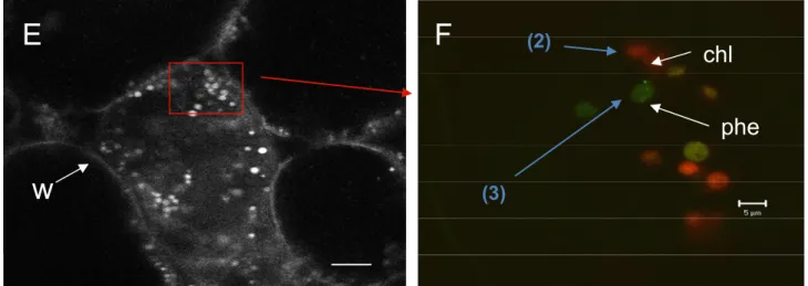 Figure 4. Spectral imaging and analysis in cross sections of Coffea canephora young leaf  and  Vanilla planifolia fruit by multiphotonic microscopy, lambda excitation: 720 nm