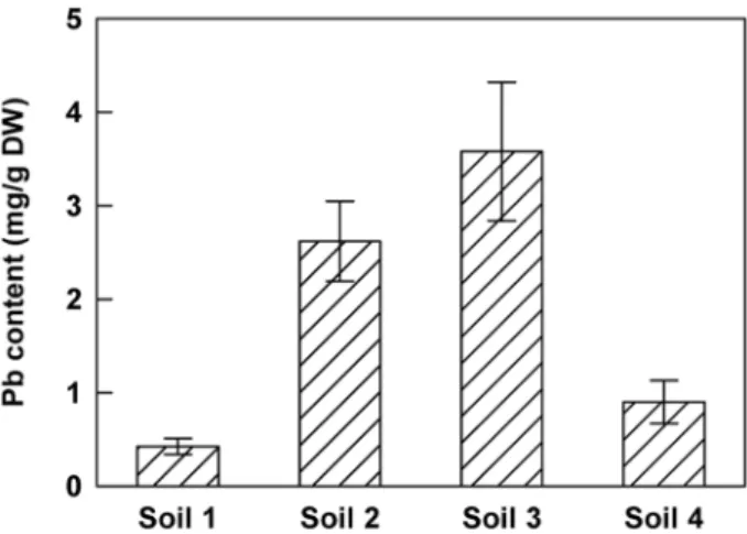 Figure 2. Lead concentration in shoots of H. incana growing on different polluted soils