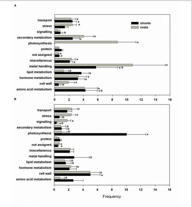 FIGURE 3 | Biological process classification of Pb responsive selected transcripts. The gene ontology was obtained using the Classification SuperViewer software with MapMan classification source for selected up- (A) and down-regulated (B) genes