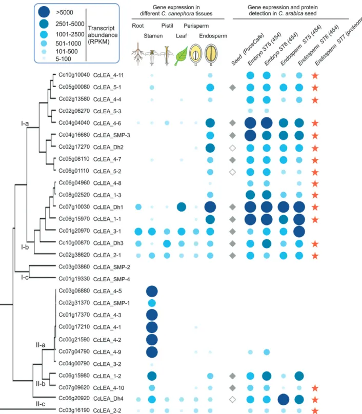Fig. 4.  Genome-wide analysis of late-embryogenesis abundant (LEA) proteins in coffee