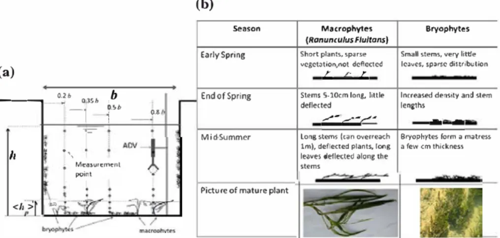 Fig. 2  Station 1, schematic  description  of the vegetation. a Lateral distribution  of vegetation