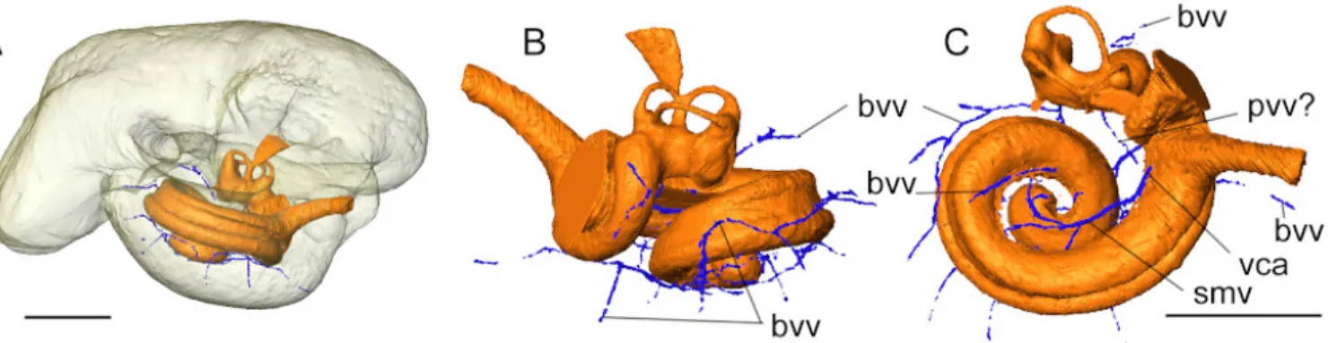 Figure 6. Virtual cast of the bony labyrinth and major vessels surrounding the cochlea in AT1